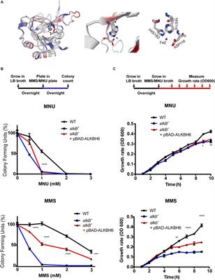 Human ALKBH6 Is Required for Maintenance of Genomic Stability and Promoting Cell Survival During Exposure of Alkylating Agents in Pancreatic Cancer